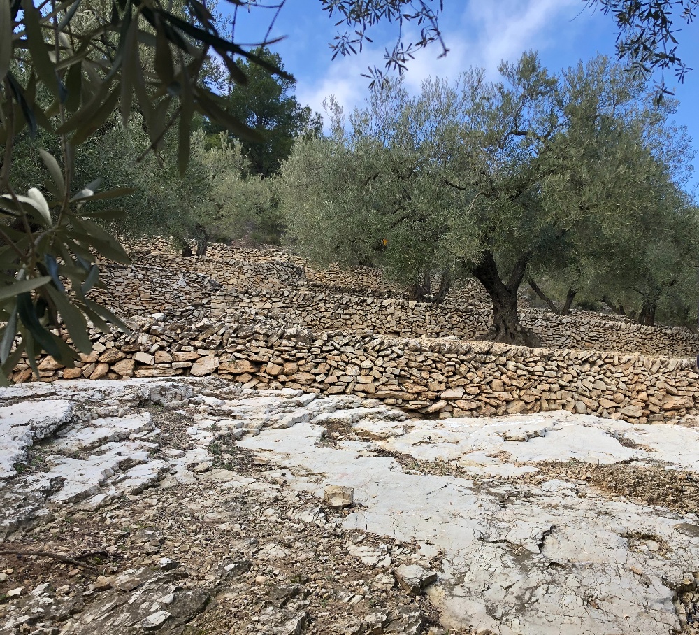 Terraced Olive Orchard